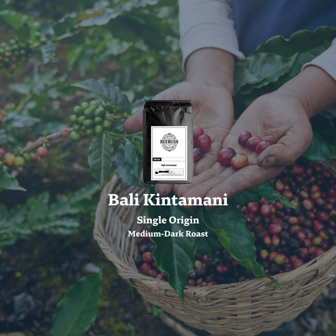 Hands holding red coffee berries with a basket of coffee cherries and text indicating Bali Kintamani and Single Origin and Medium-Dark Roast