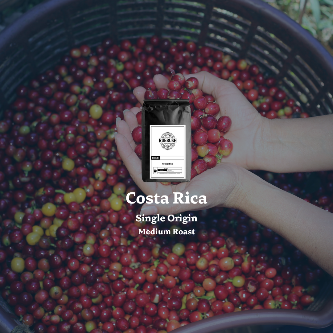 Hand holding coffee cherries with text saying Costa Rica Single Origin Medium Roast