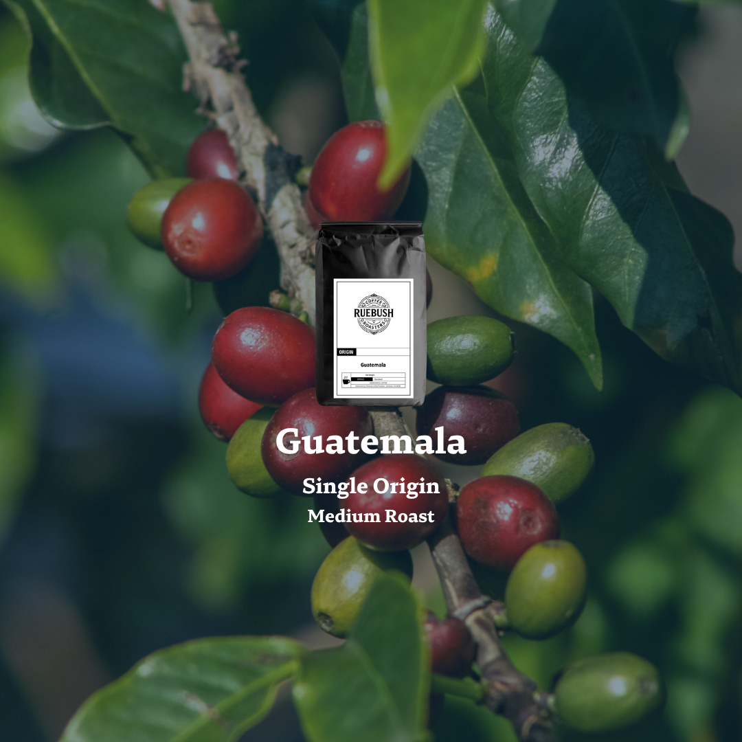 Red coffee berries on a branch in Guatemala with Single Origin Medium Roast text