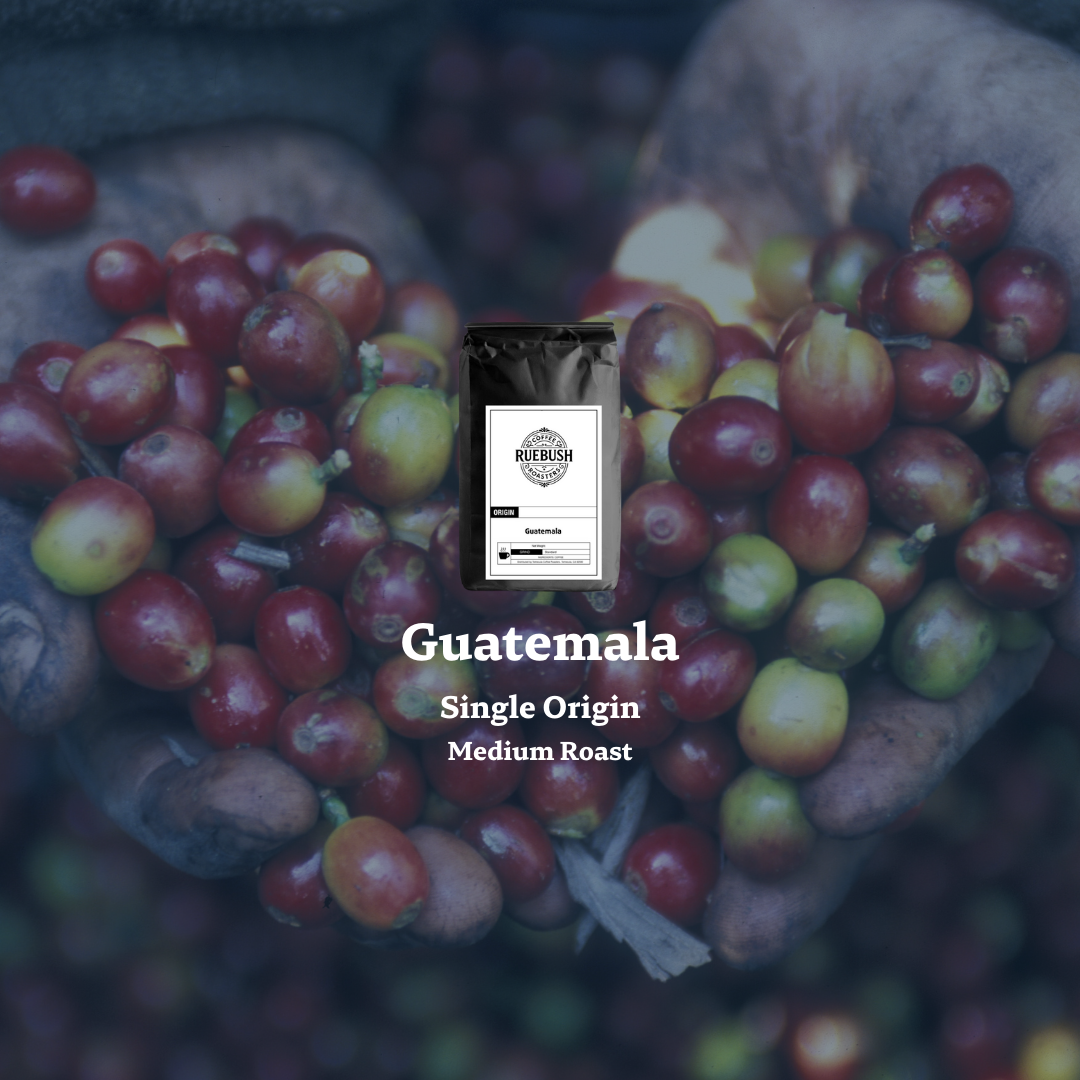 Close-up of red and green single origin Guatemala coffee berries