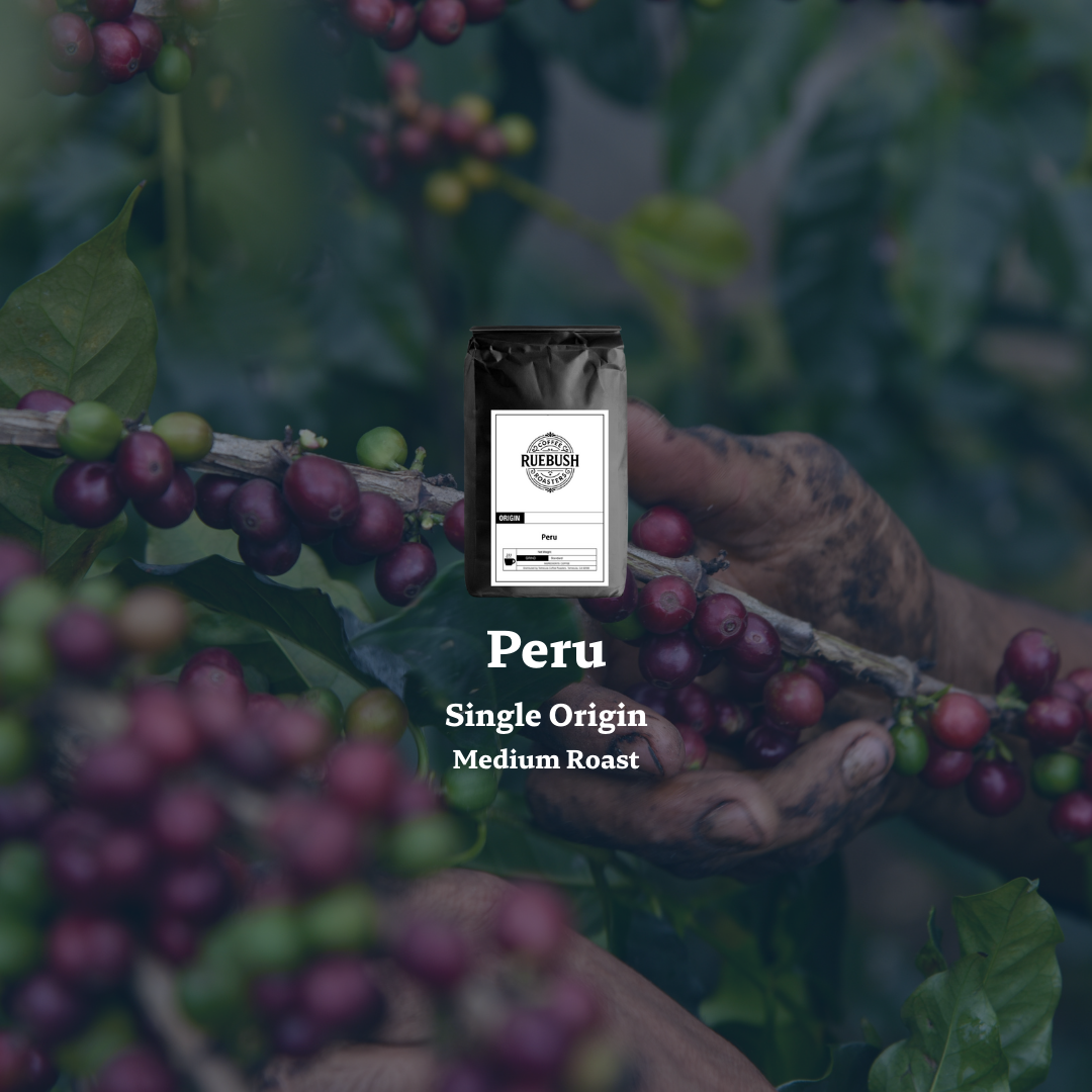 Hand holding a branch of coffee cherries with a coffee bag labeled Peru Single Origin Medium Roast on a blurred natural background.