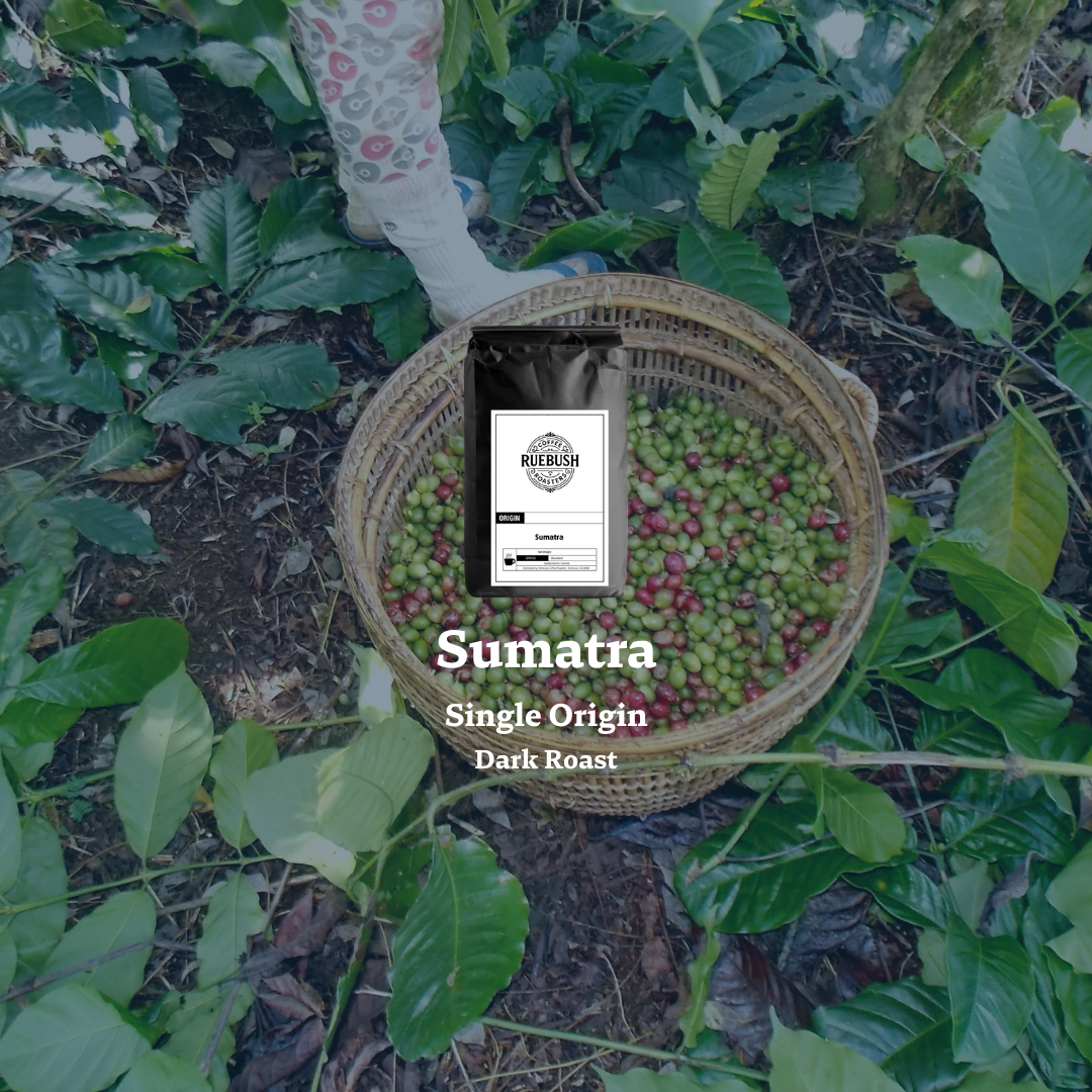 Basket of Sumatra coffee beans with a brand label on a coffee plant