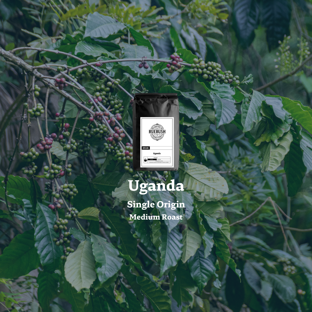 Coffee bag labeled Uganda Single Origin Medium Roast on a coffee plant background