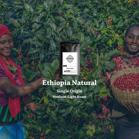 Two women harvesting Ethiopia Natural Single Origin coffee beans