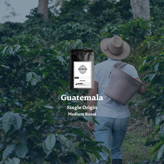 Person walking through a coffee plantation with Guatemala Single Origin Medium Roast text overlay