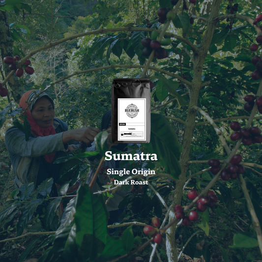 Person harvesting coffee beans with a Sumatra Single Origin Dark Roast coffee bag overlay in a forest setting